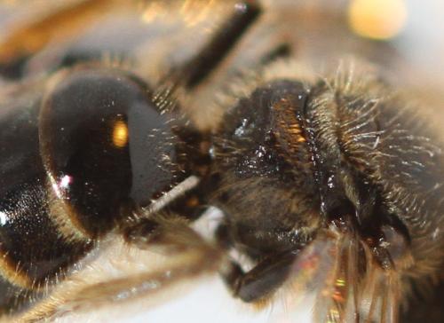Evylaeus sp.